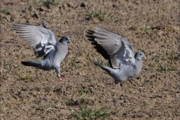 Pigeons colombins