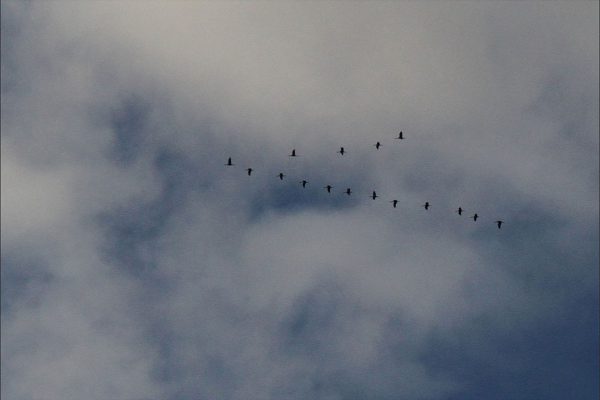 Grues cendrées